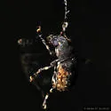 Piesocorynus lateralis
