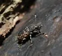 Piesocorynus lateralis - photo 2