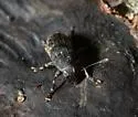 Piesocorynus lateralis - photo 3