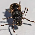 Piesocorynus lateralis - photo 4