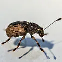 Piesocorynus lateralis - photo 5