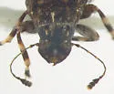 Piesocorynus mixtus
