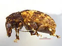 Piesocorynus mixtus - photo 2