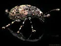 Piesocorynus mixtus - photo 3
