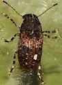 Piesocorynus mixtus - photo 5