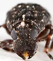 Piesocorynus moestus - photo 2