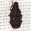 Piesocorynus moestus - photo 3