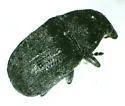 Piesocorynus moestus - photo 5
