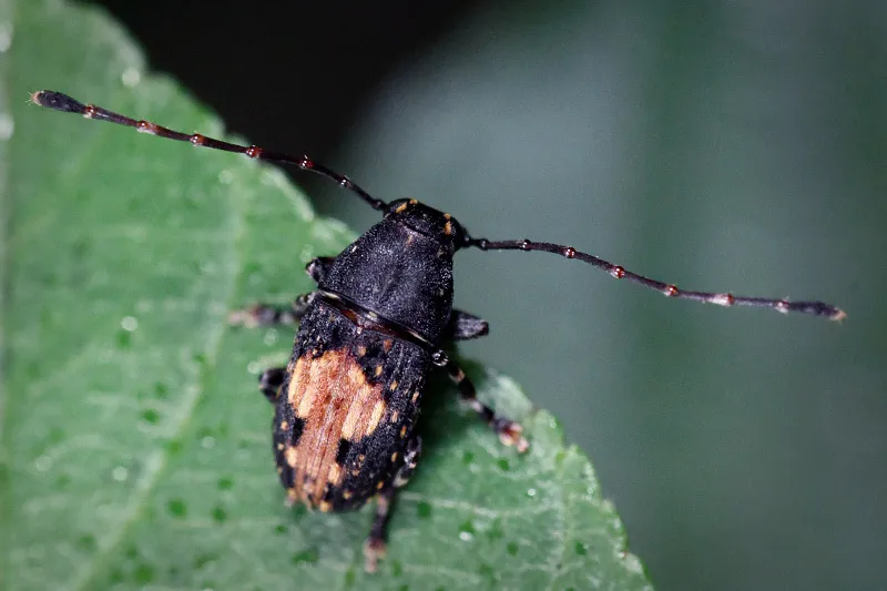Piesocorynus plagifer - photo 2