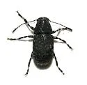 Piesocorynus tesselatus