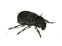 Piesocorynus tesselatus - photo 2