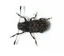 Piesocorynus tesselatus - photo 3