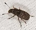 Piesocorynus tesselatus - photo 4