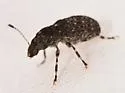 Piesocorynus tesselatus - photo 5