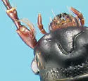 Piestus extimus - photo 3