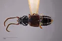 Piestus extimus - photo 5