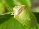 Red-banded Stink Bug