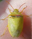 Red-banded Stink Bug - photo 2