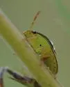 Red-banded Stink Bug - photo 3
