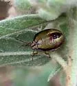 Red-banded Stink Bug - photo 4