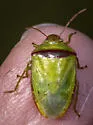 Red-banded Stink Bug - photo 5