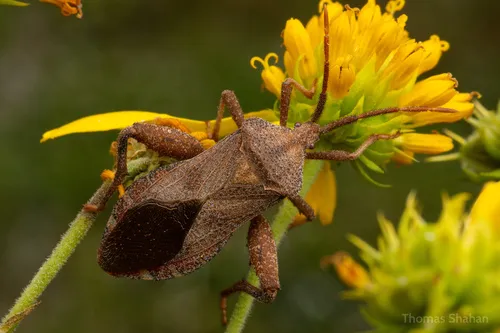 Piezogaster calcarator