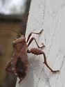 Piezogaster indecorus
