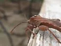 Piezogaster indecorus - photo 2