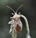 Piezogaster indecorus - photo 3