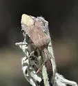 Piezogaster indecorus - photo 4