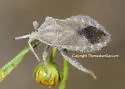 Piezogaster spurcus