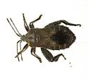 Piezogaster spurcus - photo 2