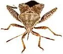 Piezogaster spurcus - photo 3
