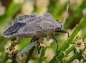 Piezogaster spurcus - photo 4