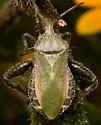 Piezogaster spurcus - photo 5