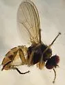 Piezura nearctica