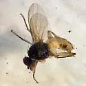 Piezura nearctica - photo 2