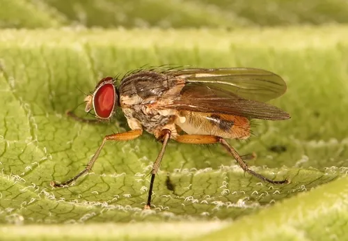Piezura pardalina