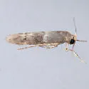 Pigritia cf-fidella-one