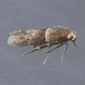 Pigritia cf-fidella-two