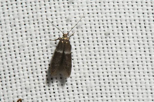 Pigritia fidella