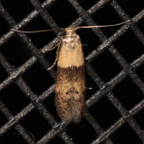 Pigritia laticapitella - Hodges#1232