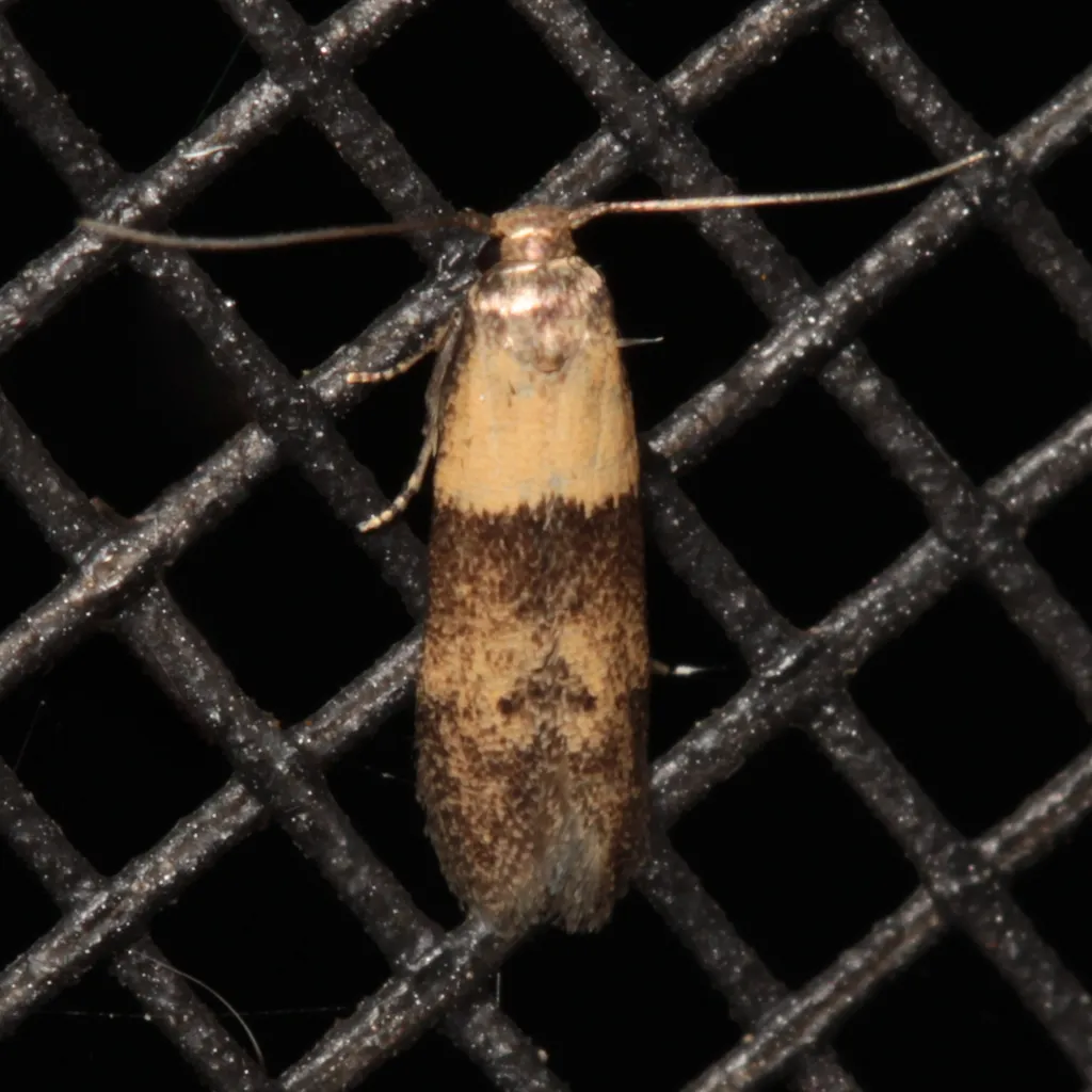 Pigritia laticapitella - Hodges#1232 - photo 2