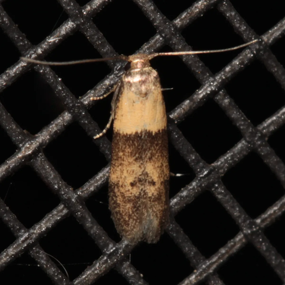 Pigritia laticapitella - Hodges#1232 - photo 3