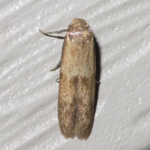 Pigritia murtfeldtella - Hodges#1246 - photo 6