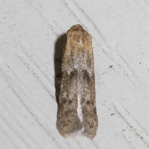 Pigritia murtfeldtella - Hodges#1246 - photo 7