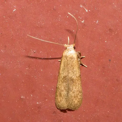 Pigritia murtfeldtella - Hodges#1246 - photo 8