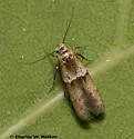Pigritia nr-murtfeldtella-one