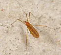 Pilaria recondita