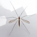 Pilaria tenuipes